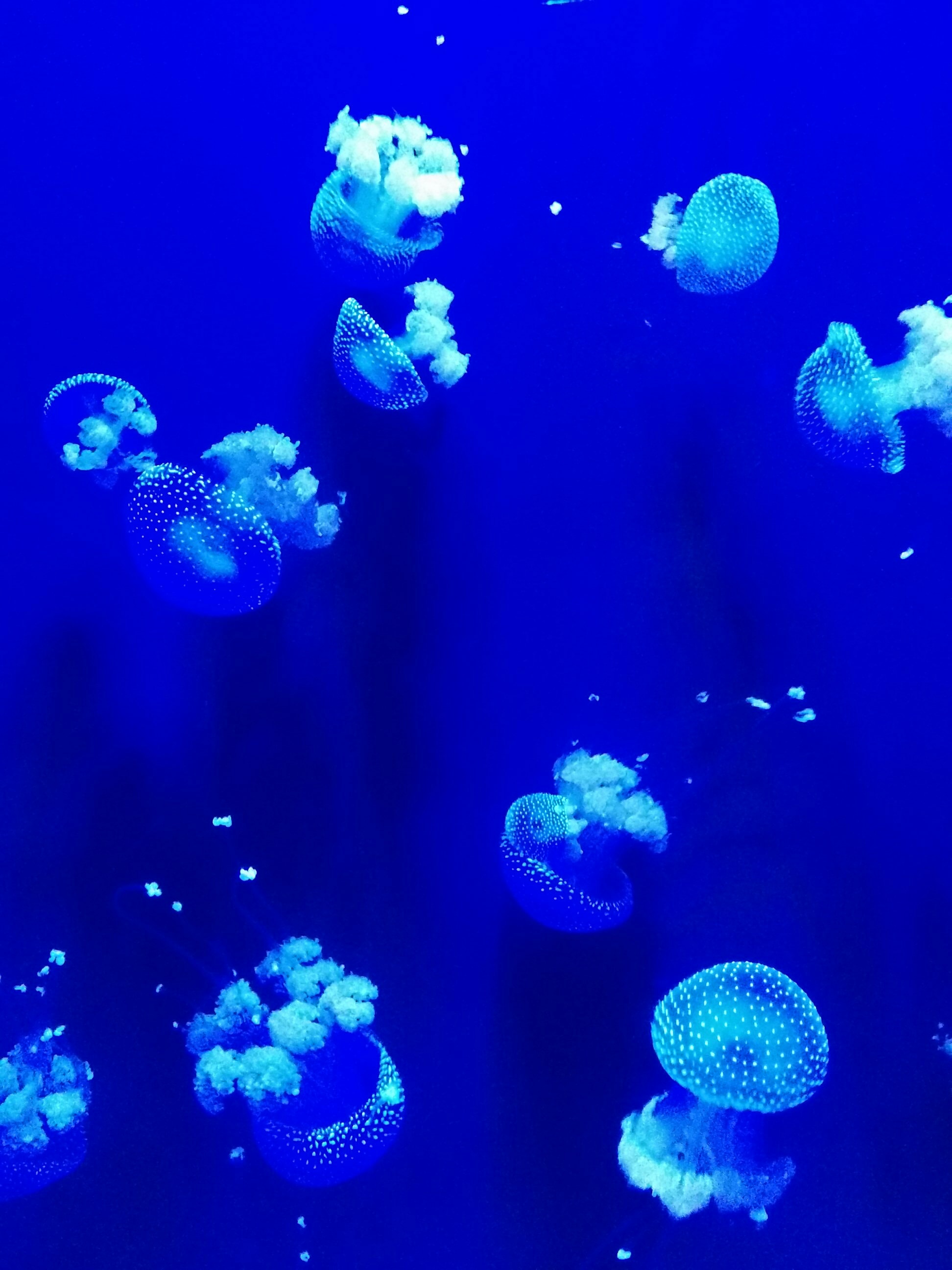 Jellyfish group