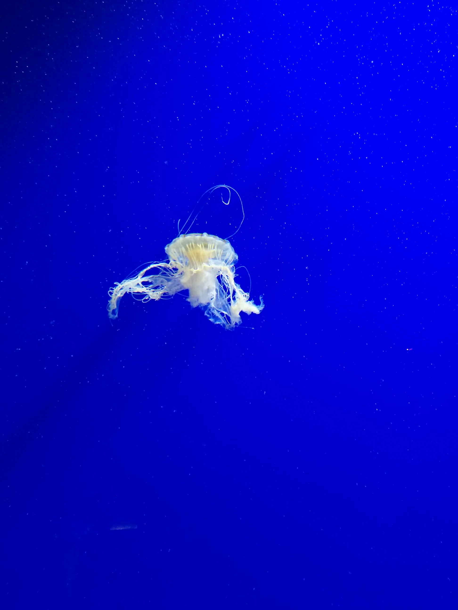 Single Jellyfish