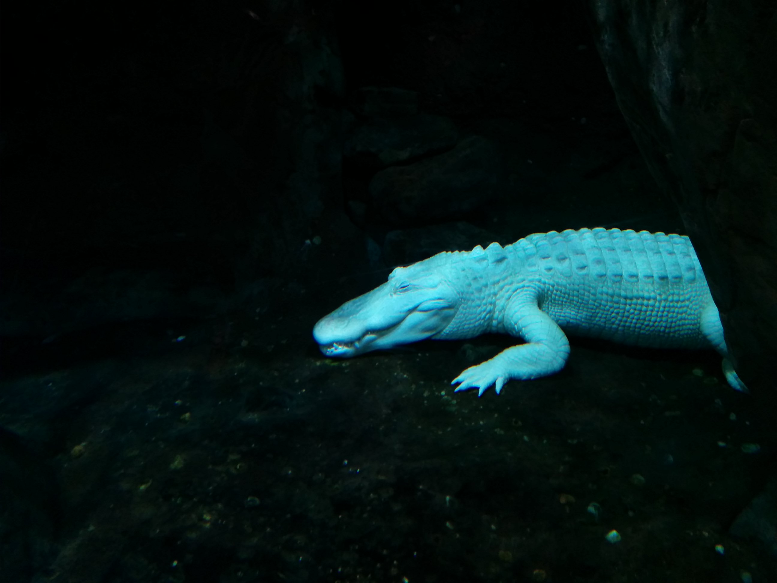 White crocodile