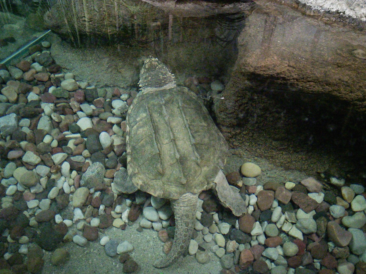 turtle