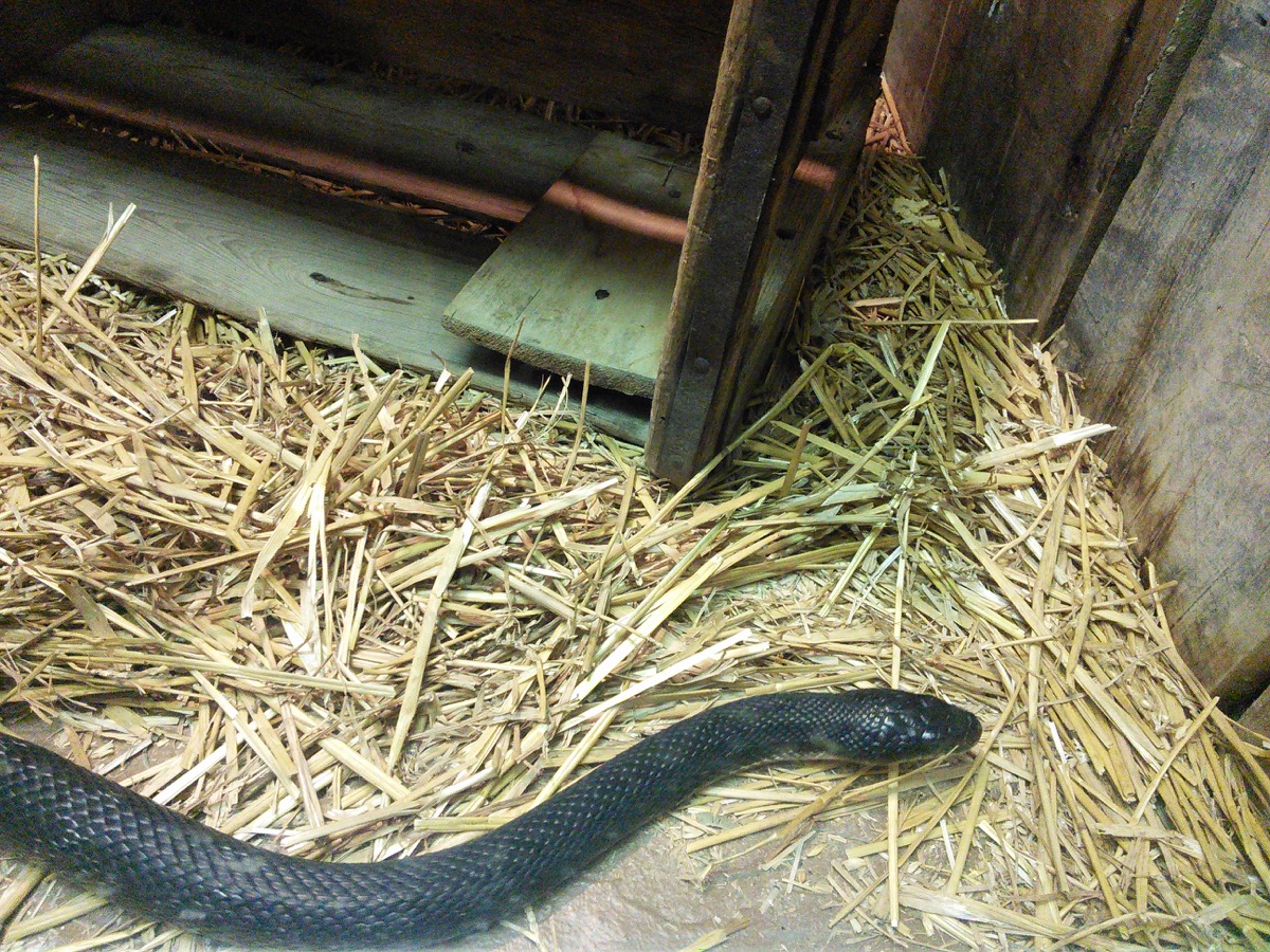 black_rat_snake_1