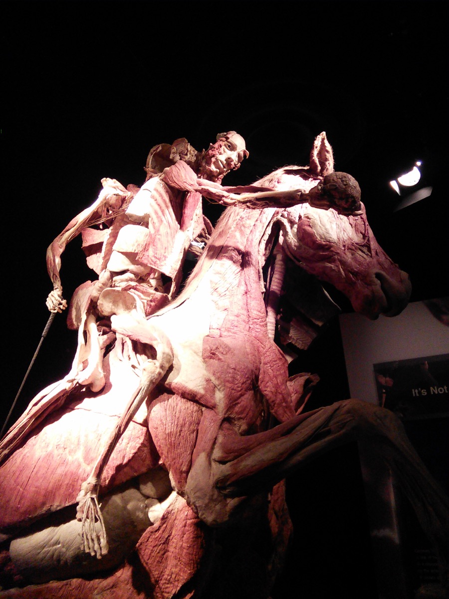 body_worlds_exhibition