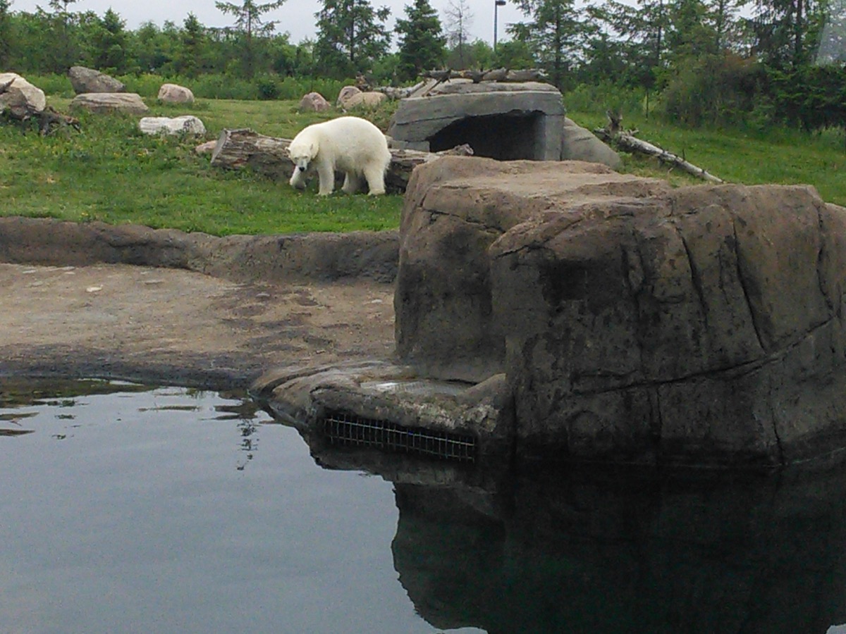 polar_bear_sunbath