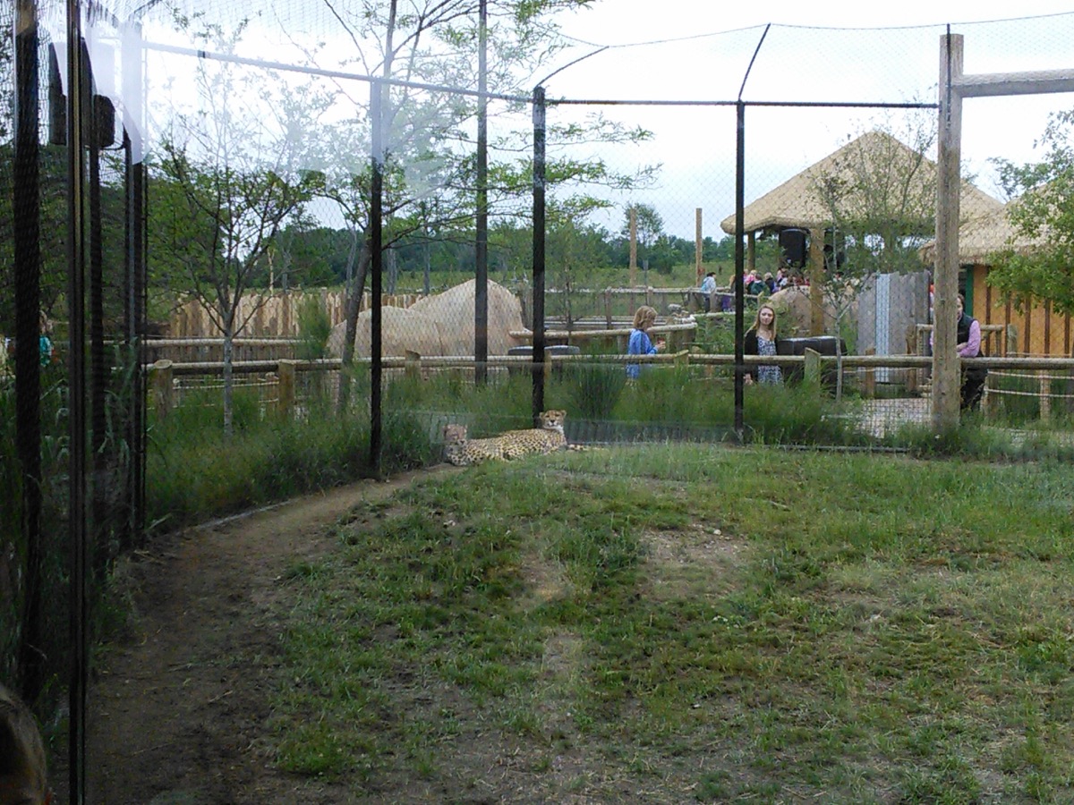 african_safari_1