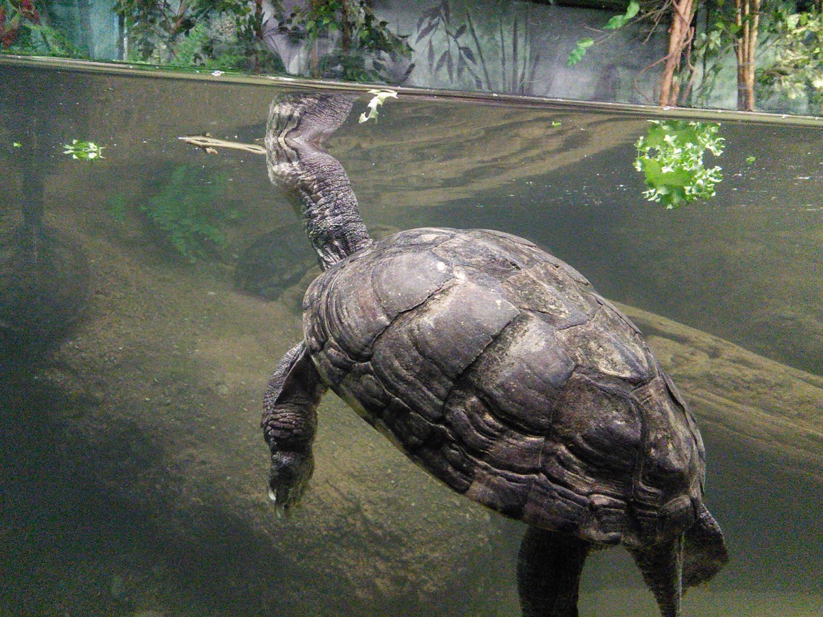 tortoise