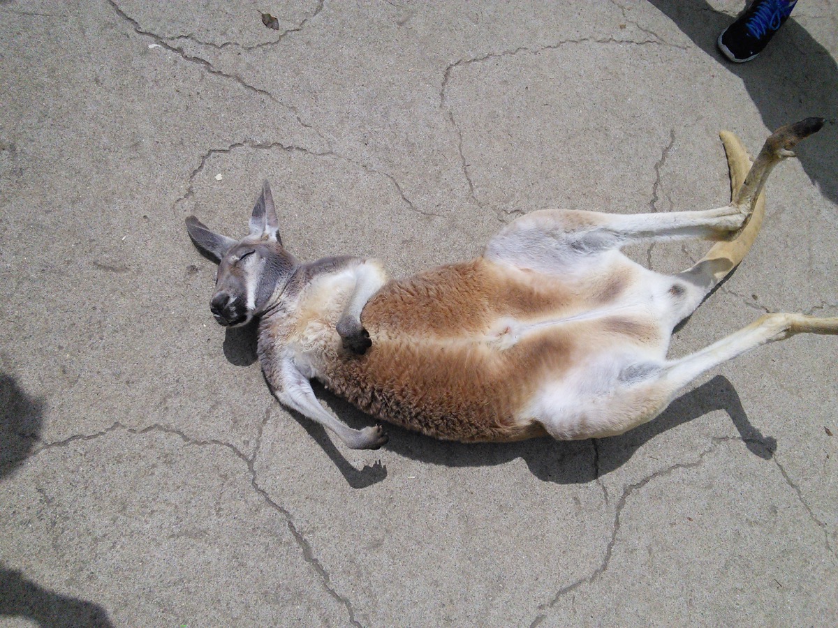 Kangaroos_1