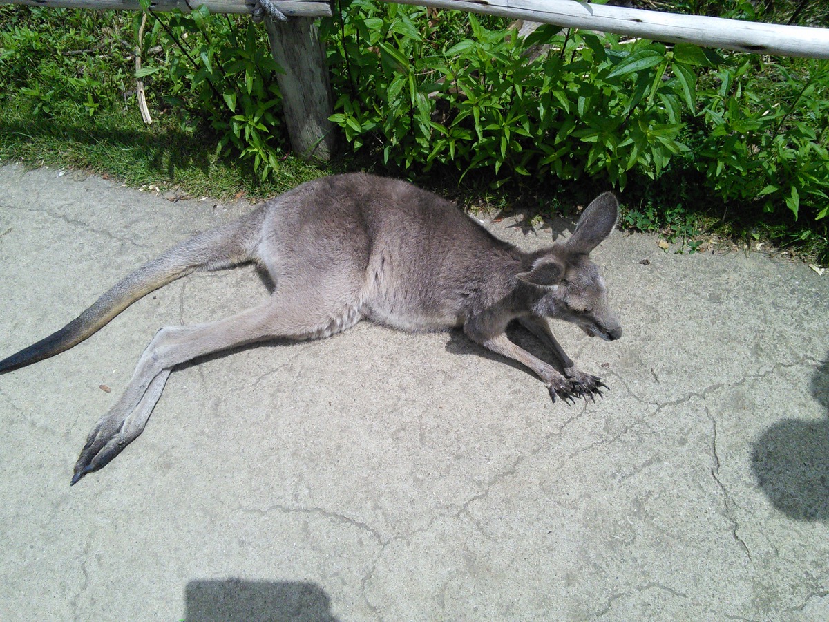 Kangaroos_2