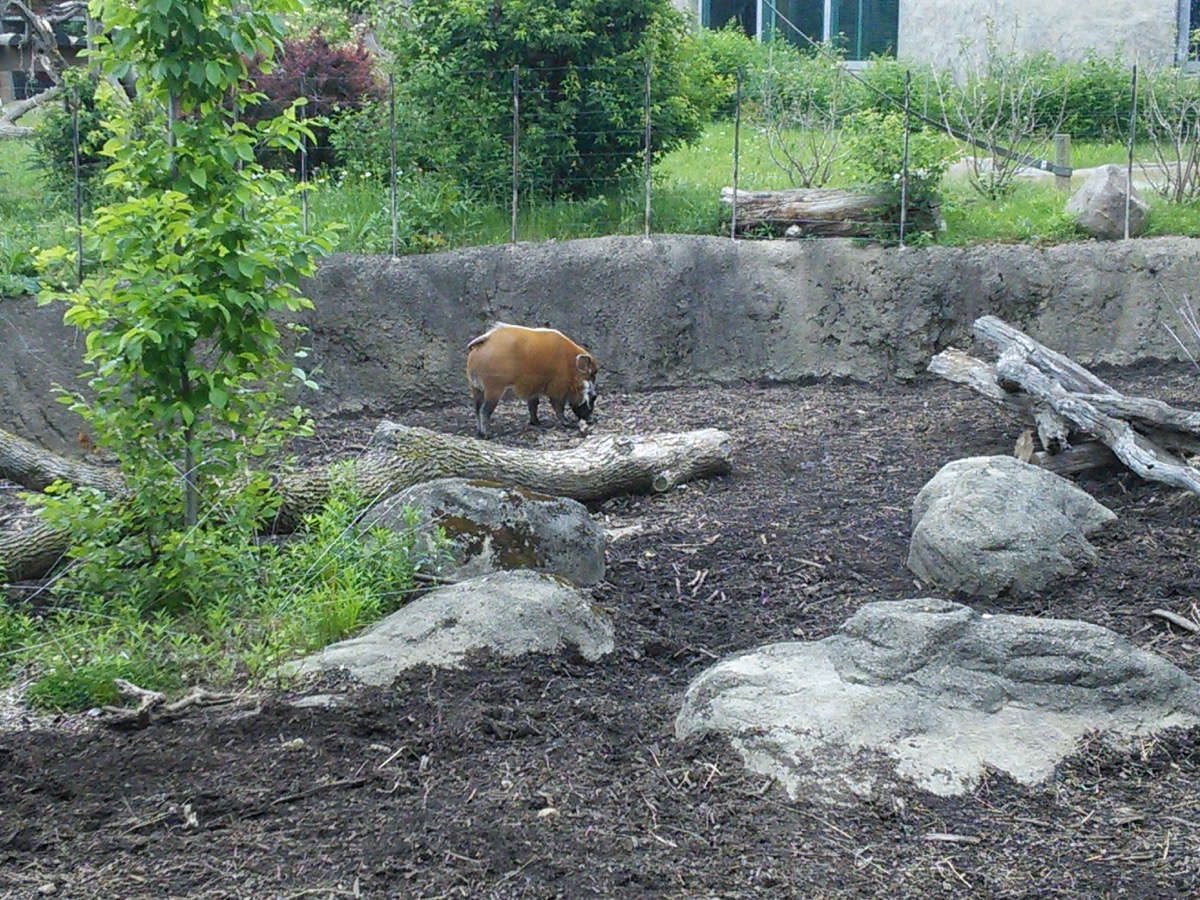 wild_boar