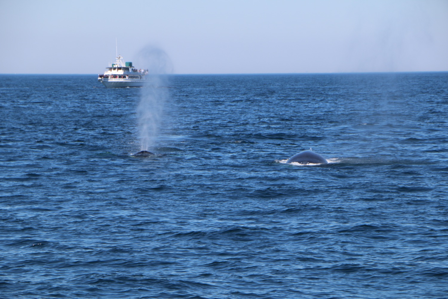 whale_watching_1