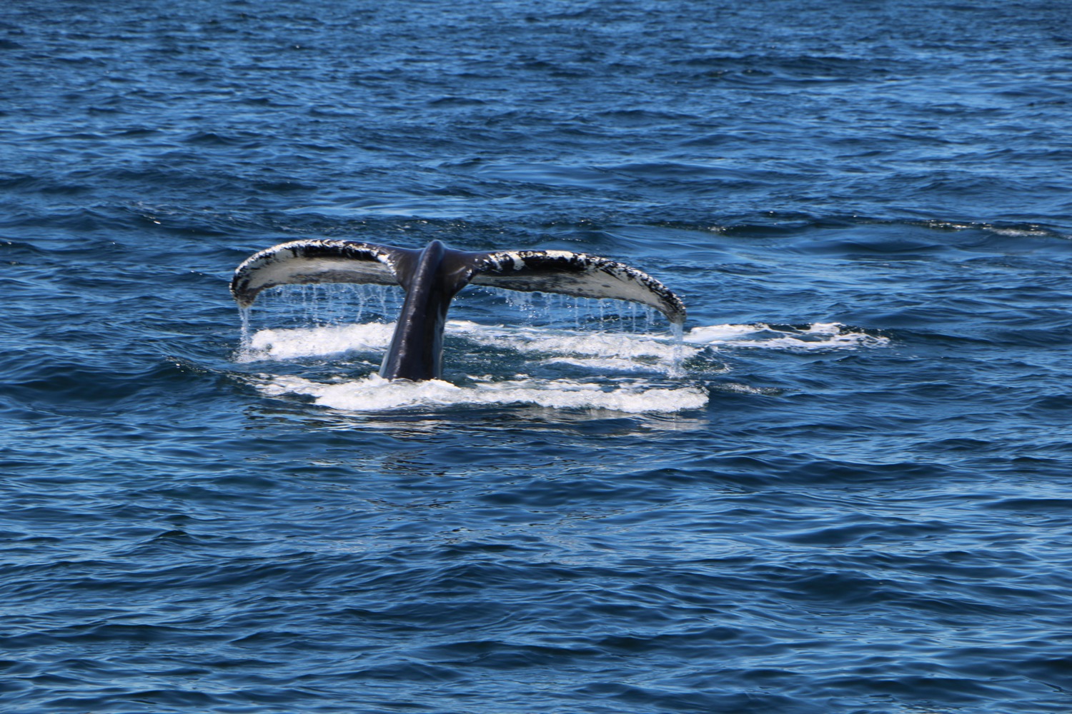whale_watching_4
