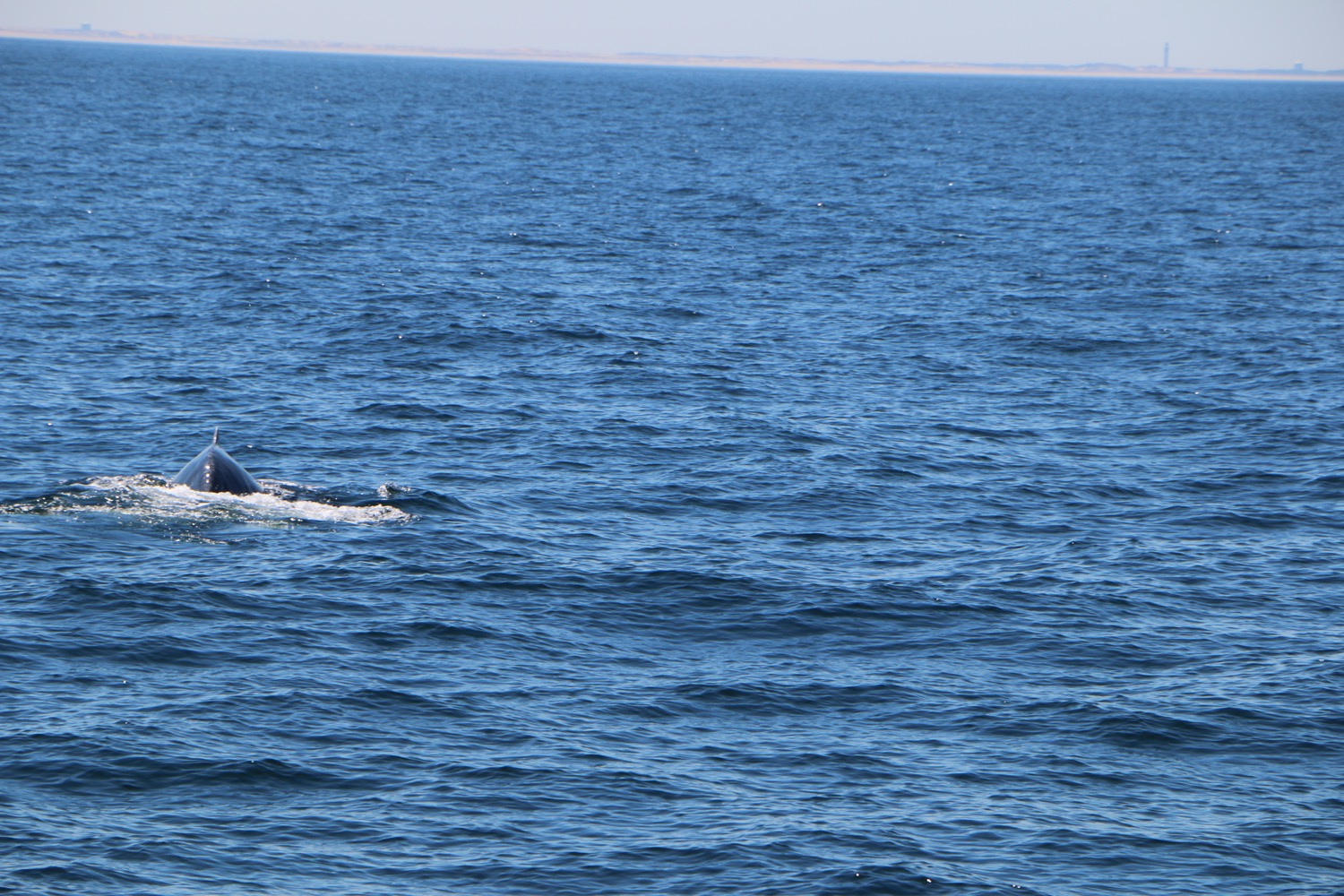 whale_watching_7